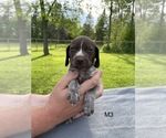 Small Photo #2 German Shorthaired Pointer Puppy For Sale in ARGONNE, WI, USA