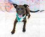 Small #3 Labrador Retriever Mix