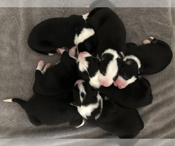 Medium Photo #12 Border Collie Puppy For Sale in WILM, NC, USA