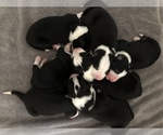 Small Photo #12 Border Collie Puppy For Sale in WILM, NC, USA