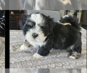 Lhatese Puppy for sale in RIALTO, CA, USA