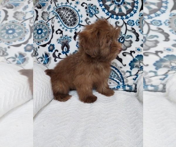 Medium Photo #4 YorkiePoo Puppy For Sale in ELKTON, KY, USA