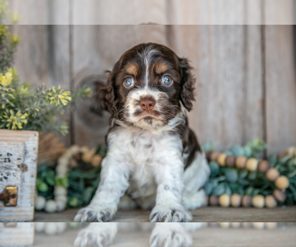 Medium Photo #3 Cocker Spaniel Puppy For Sale in BALTIC, OH, USA