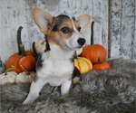 Small Photo #1 Pembroke Welsh Corgi Puppy For Sale in HONEY BROOK, PA, USA