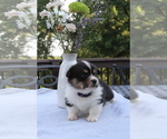 Small #6 Pembroke Welsh Corgi