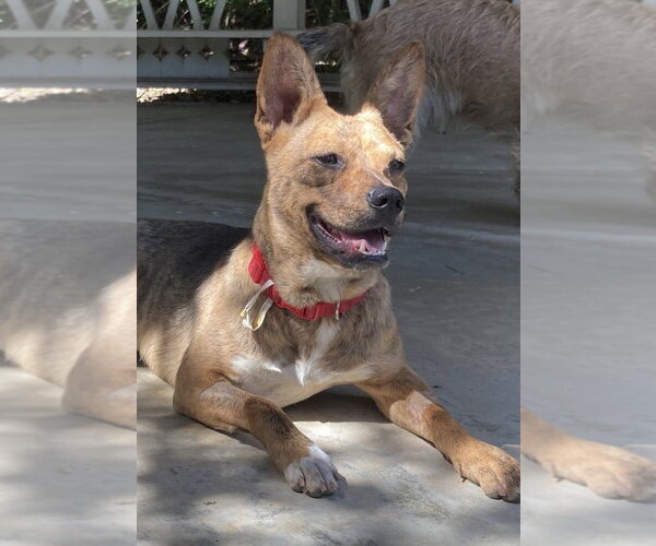 Medium Photo #2 Mutt Puppy For Sale in San Diego, CA, USA