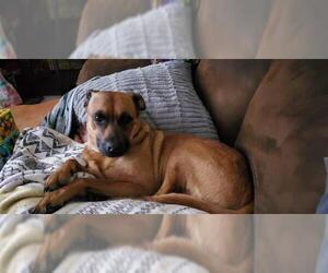Mutt Dogs for adoption in San Antonio, TX, USA