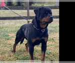 Small Photo #1 Rottweiler Puppy For Sale in RICHLAND, GA, USA