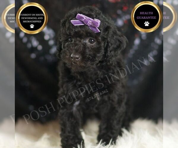 Medium Photo #1 Goldendoodle (Miniature) Puppy For Sale in WARSAW, IN, USA