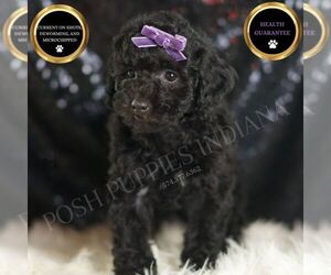 Goldendoodle (Miniature) Puppy for sale in WARSAW, IN, USA