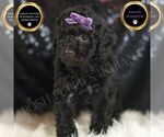 Small Goldendoodle (Miniature)