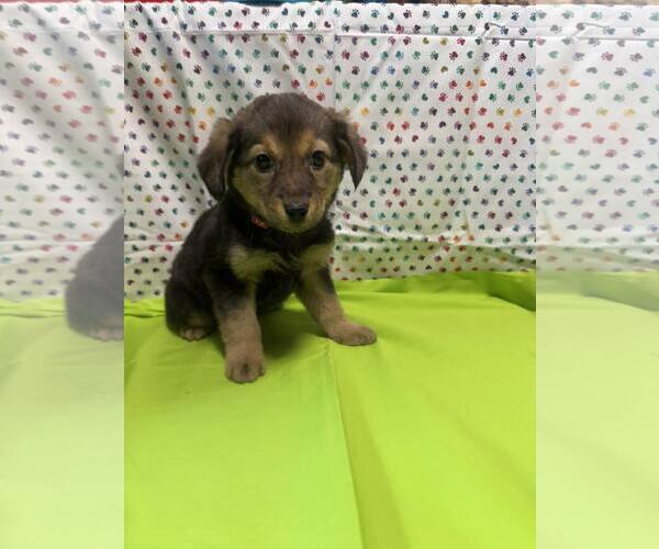 Medium Photo #1 Mutt Puppy For Sale in New Oxford , PA, USA