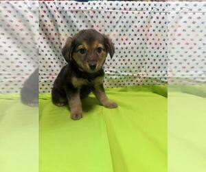 Mutt Dogs for adoption in New Oxford , PA, USA