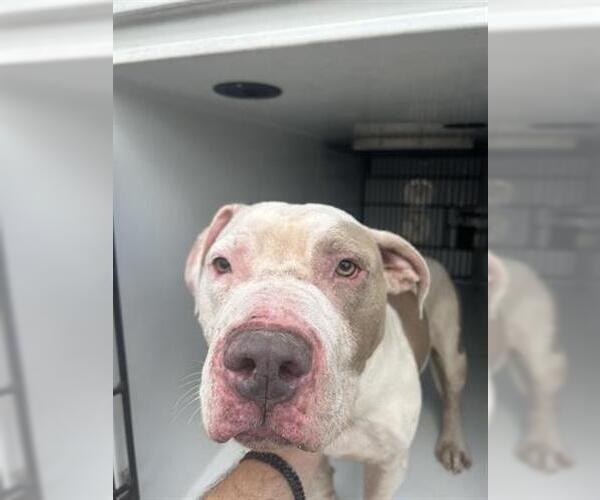 Medium Photo #1 Mutt Puppy For Sale in Houston, TX, USA