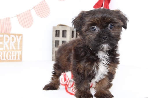 Medium Photo #2 Shorkie Tzu Puppy For Sale in NAPLES, FL, USA