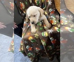 Puppy Puppy 1 Labrador Retriever
