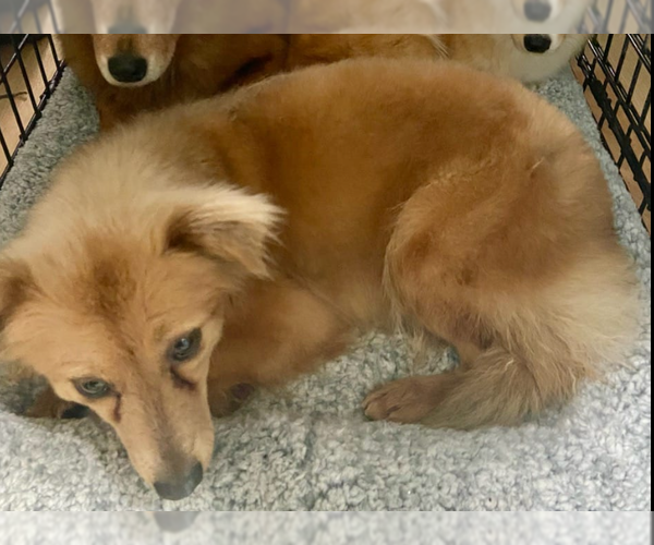 Medium Photo #4 Chiranian Puppy For Sale in Cranston, RI, USA