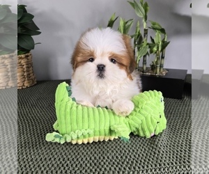 Shih Tzu Puppy for sale in FRANKLIN, IN, USA
