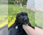 Small Photo #3 Aussiedoodle Puppy For Sale in MORGANTON, NC, USA