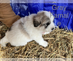 Small Photo #8 Great Pyrenees Puppy For Sale in LINCOLN, MI, USA
