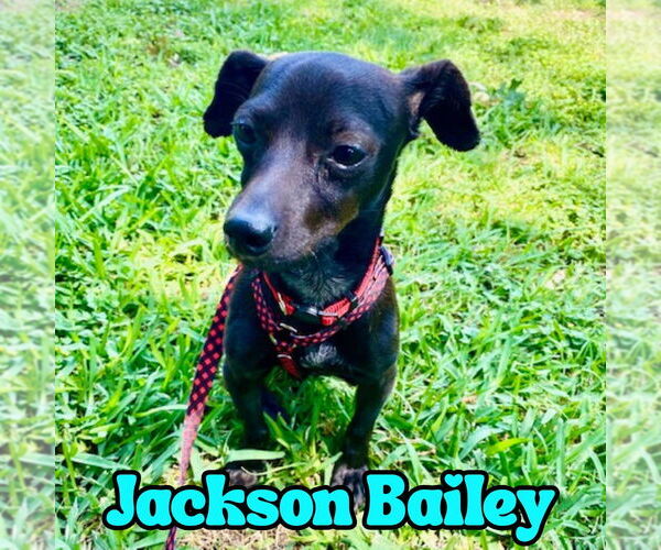 Medium Photo #5 Chiweenie Puppy For Sale in San Antonio, TX, USA