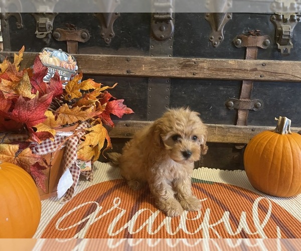 Medium Photo #1 Cavapoo Puppy For Sale in FULTON, KS, USA