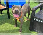 Small #1 American Pit Bull Terrier