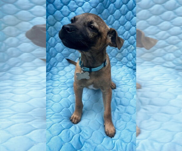 Medium Photo #8 Mountain Cur-Unknown Mix Puppy For Sale in Boston, MA, USA