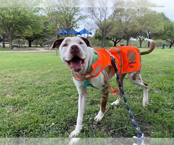 Medium Photo #1 Mutt Puppy For Sale in Plano, TX, USA