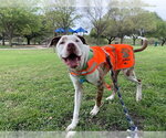 WHISKEY - Male Mutt Dog for Adoption - Small photo