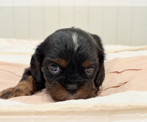 Medium Photo #13 Cavalier King Charles Spaniel Puppy For Sale in WAXAHACHIE, TX, USA