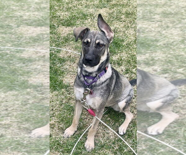 Medium Photo #28 German Shepherd Dog-Unknown Mix Puppy For Sale in Brewster, NY, USA