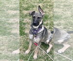 Small #27 German Shepherd Dog Mix