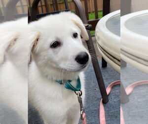 Great Pyrenees-Unknown Mix Dogs for adoption in Minneapolis, MN, USA