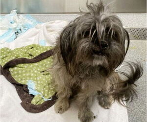 Lhasa Apso-Unknown Mix Dogs for adoption in Orange, CA, USA