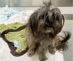 Small Lhasa Apso Mix