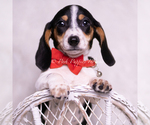 Small #5 Dachshund