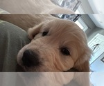 Small #2 English Cream Golden Retriever
