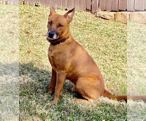 Thai Ridgeback-Unknown Mix Dogs for adoption in Coppell, TX, USA