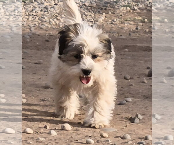 Medium Photo #1 Shih-Poo Puppy For Sale in Peralta, NM, USA