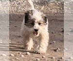 Small Shih-Poo