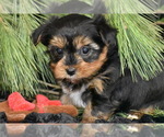 Small Photo #4 Yorkshire Terrier Puppy For Sale in ELDORADO, OH, USA
