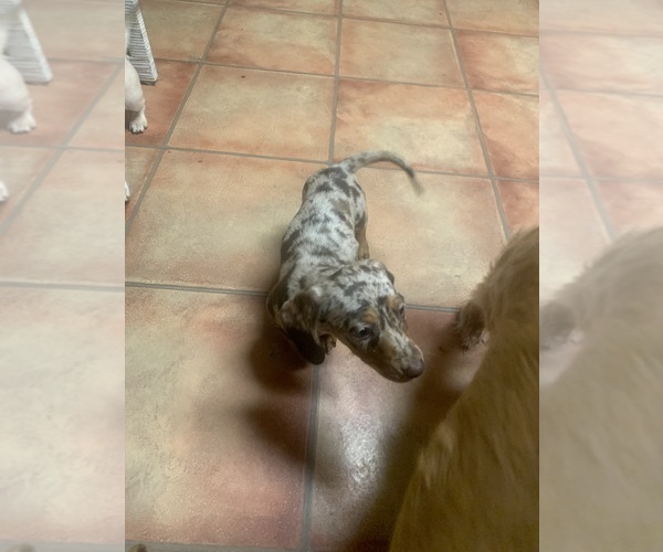 Medium Photo #7 Dachshund Puppy For Sale in DENHAM SPRINGS, LA, USA