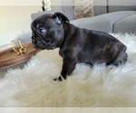 Small Photo #1 French Bulldog Puppy For Sale in RCH CUCAMONGA, CA, USA