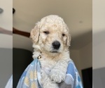 Puppy Biggie Smalls Goldendoodle