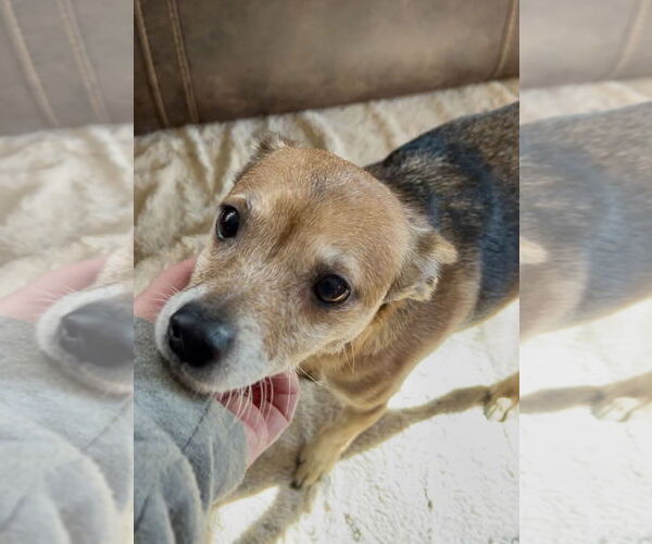 Medium Photo #4 Chihuahua Puppy For Sale in Lakemont, GA, USA
