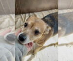 Small #3 Chihuahua