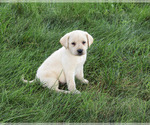 Small #5 Labrador Retriever