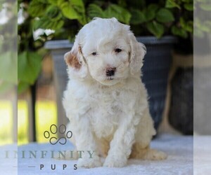 Goldendoodle (Miniature) Puppy for sale in EAST EARL, PA, USA