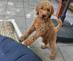 Goldendoodle-Poodle (Standard) Mix Puppy for sale in MINNEOLA, FL, USA